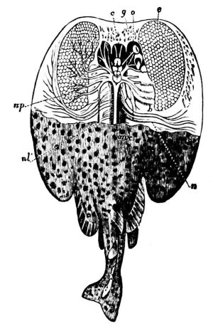 History of Electrostatic Therapy (1)